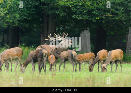 Il cervo (Cervus elaphus) maschio ruggente in un pacco di femmine Foto Stock