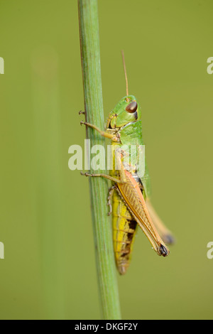 Prato grasshopper (Chorthippus parallelus) Foto Stock