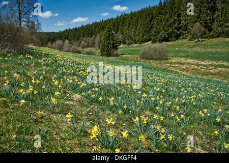 Wild Yellow Daffodils (Narcissus pseudonarcissus) Perlenbachtal Parco Nazionale Eifel Monschau-Hoefen Renania settentrionale-Vestfalia Foto Stock