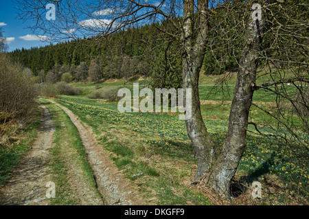 Paesaggio in Perlenbachtal, Parco Nazionale Eifel, Monschau-Hoefen, Nord Reno-Westfalia, Germania Foto Stock