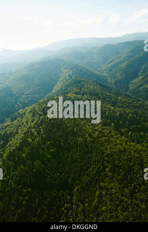 Versante boscoso nella Foresta Nera con Blauen in background, Muenstertal, Baden-Wuerttemberg, Germania Foto Stock