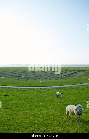 Pecore sul sale di prati e dyke, isola di Pellworm, Germania Foto Stock