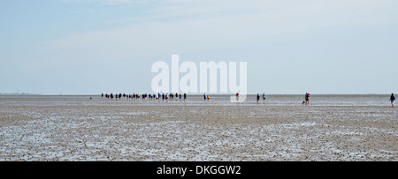 Passeggiata attraverso le velme, isola di Pellworm, Germania Foto Stock