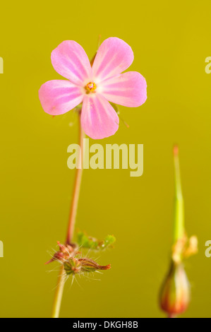 Herb robert, Geranium robertianum, verticale ritratto del fiore. Foto Stock