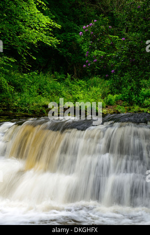 Clare Glens Falls cascate fioritura di rododendro fioritura Clare flusso di fiume che scorre Newport County Tipperary Irlanda Foto Stock