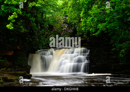 Clare Glens Falls cascate fioritura di rododendro fioritura Clare flusso di fiume che scorre Newport County Tipperary Irlanda Foto Stock