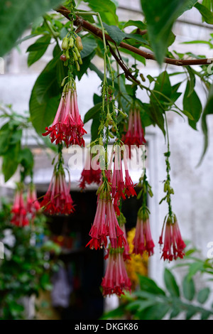Fuchsia boliviensis tubolare rosso fiori penduli grappoli pianta tropicale Fiore fioritura Foto Stock