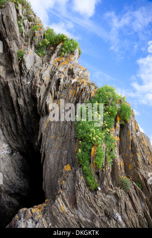 Samphire cresce anche su roccia a East Looe Beach, Cornwall, Inghilterra. Foto Stock