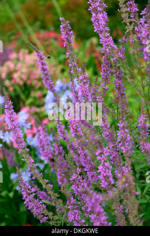 Lythrum salicaria fiori fioritura frontiere letti aiuole rosa Purple loosestrife piante perenni piantando mescolato Foto Stock