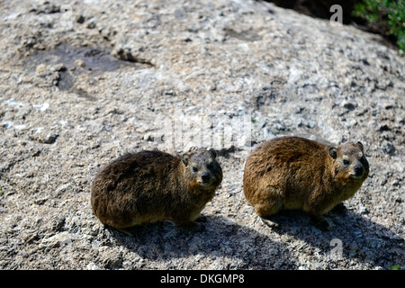 Due una coppia di rock hyrax hyraxs seduto su una roccia table mountain cape town Dassie Procavia capensis Foto Stock