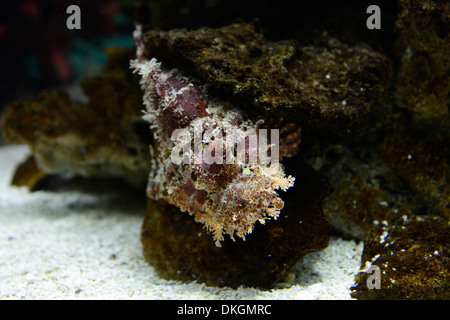 Falso pesce pietra diavolo scorfani Scorpaenopsis diabolus Two Oceans Aquarium Città del Capo Sud africa camouflage mimetizzata Foto Stock