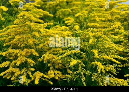 Solidago gigantea primi golden-biella fine liscia oro tre nervata infiorescenza oro fiori gialli Foto Stock