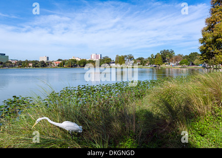 Airone bianco maggiore (Ardea alba) sulle rive del lago di Morton con lo skyline del centro cittadino dietro, Lakeland, Polk County, Florida centrale, STATI UNITI D'AMERICA Foto Stock