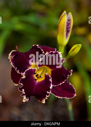 Spettacolare il rosso scuro /nero daylily fiore di colore giallo con bordo frilly e gemme - Hemerocallis " Larry ossessione' Foto Stock