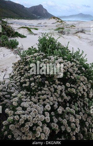 Spiaggia Witsands e scogliere vicino a Scarborough Cape Peninsula litorale costiero dune immacolate dune riserva naturale di cape town Foto Stock