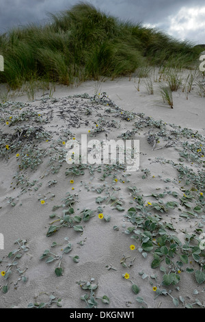 Spiaggia Witsands e scogliere vicino a Scarborough Cape Peninsula litorale costiero dune immacolate dune riserva naturale di cape town Foto Stock