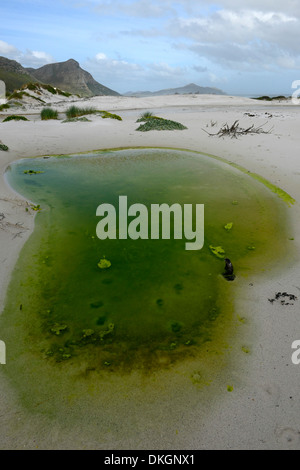 Spiaggia Witsands e scogliere vicino a Scarborough Cape Peninsula litorale costiero dune immacolate dune riserva naturale di cape town Foto Stock