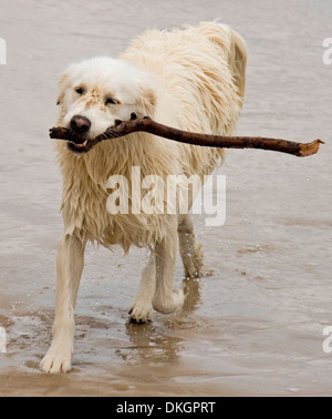 Grande cane bianco sulla spiaggia, gocciolamento con acqua e con bastone in bocca dopo il fetch stick generata dal mare Foto Stock