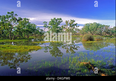 Spettacolare outback australiano in scena con la siccità rompendo la pioggia la creazione di un vasto lago con il cielo azzurro e gli alberi riflessa nell'acqua Foto Stock