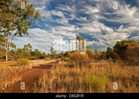 Bush via attraverso praterie di outback Australia con golden erbe, alberi di alto fusto e cielo blu vicino Glenmorgan nel Queensland Foto Stock