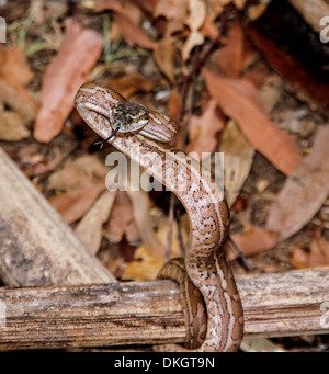 Tappeto giovani snake - un australiano python - con linguetta estesa in attacco aggressivo pongono, avvolta a spirale attorno al ramo sul suolo della foresta Foto Stock