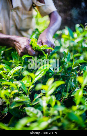 Le mani di una raccoglitrice di tè Il tè di prelievo in Sri Lanka Highlands Centrali, Tè paese, Sri Lanka, Asia Foto Stock