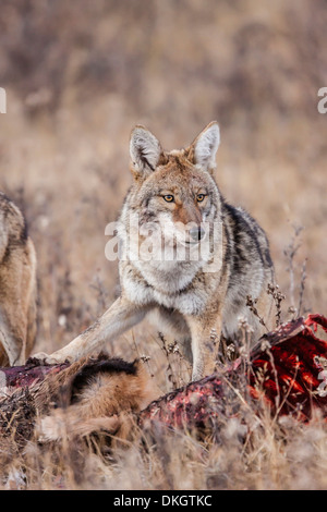 Coyote (Canis latrans) alimentazione su una carcassa di alce nel Parco Nazionale delle Montagne Rocciose, Colorado, STATI UNITI D'AMERICA Foto Stock