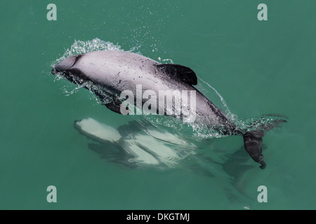 Adulto Hector i delfini (Cephalorhynchus hectori) coniugata nei pressi di Akaroa, South Island, in Nuova Zelanda, Pacific Foto Stock
