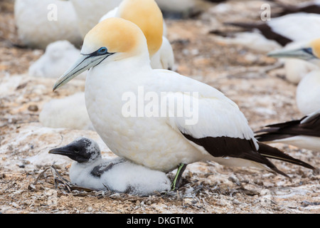 Australasian gannett (Morus serrator) con pulcino di Cape rapitori, Isola del nord, Nuova Zelanda, Pacific Foto Stock