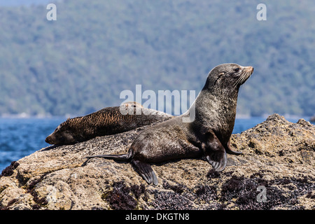 Nuova Zelanda le foche (Arctocephalus forsteri) tirata fuori in Dusky Sound, South Island, in Nuova Zelanda, Pacific Foto Stock