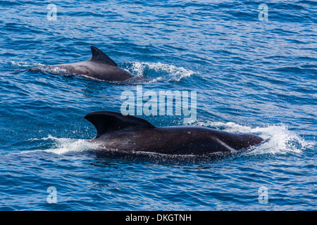 Adulto di sesso maschile e femminile alalonga balene pilota (Globicephala melas), offshore nei pressi di Doubtful Sound, Isola del Sud, Nuova Zelanda Foto Stock