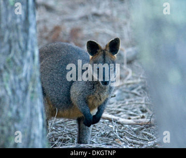 Swamp wallaby Wallabia bicolor selvatici in accordi di peering tra tronchi di alberi a Bournda National Park, NSW Australia Foto Stock