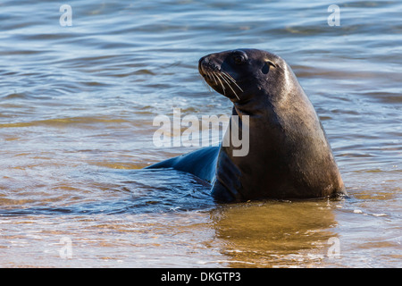 New Zealand adulto (Hooker) Sea Lion (Phocarctos hookeri), Ulva isola, fuori Stewart Island, isola del Sud, Nuova Zelanda, Pacific Foto Stock