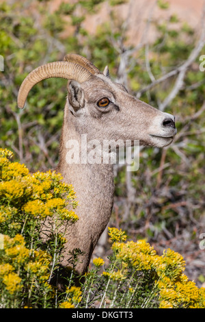 Adulto desert bighorn (Ovis canadensis), il Parco Nazionale di Zion, Utah, Stati Uniti d'America, America del Nord Foto Stock