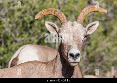 Adulto desert bighorn (Ovis canadensis), il Parco Nazionale di Zion, Utah, Stati Uniti d'America, America del Nord Foto Stock