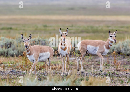 Pronghorn antelope (Antilocapra americana) nella Lamar Valley, il Parco Nazionale di Yellowstone, Sito Patrimonio Mondiale dell'UNESCO, Wyoming USA Foto Stock