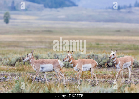 Pronghorn antelope (Antilocapra americana) nella Lamar Valley, il Parco Nazionale di Yellowstone, Sito Patrimonio Mondiale dell'UNESCO, Wyoming USA Foto Stock