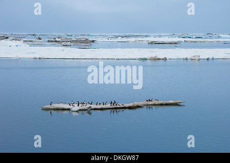 Brunnich's guillemots (Uria lomvia), capo Waring, Wrangel Island, sito UNESCO, Chuckchi Mare, Chukotka, Russia Foto Stock