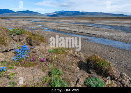 Riverbed vicino al villaggio di dubbia, Wrangel Island, sito Patrimonio Mondiale dell'UNESCO, Chuckchi Mare, Chukotka, Estremo Oriente Russo, Russia Foto Stock