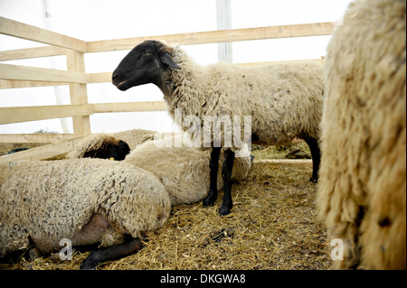 Diverse le pecore all'interno di un allevamento di pecore Foto Stock