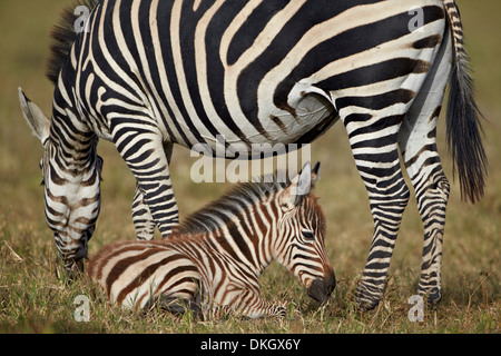 Comune (zebra Burchell's zebra) (Equus burchelli) adulto e colt, il cratere di Ngorongoro, Tanzania, Africa orientale, Africa Foto Stock