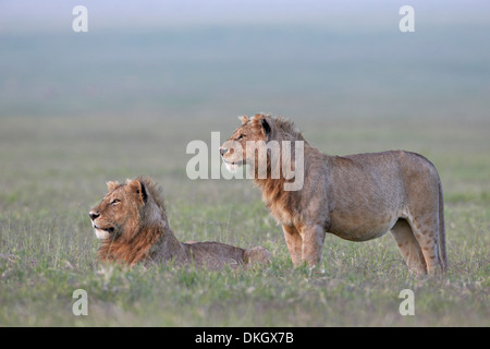 Due giovani leoni maschio (Panthera leo), il cratere di Ngorongoro, Tanzania, Africa orientale, Africa Foto Stock