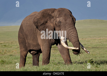 Bull dell' elefante africano (Loxodonta africana), il cratere di Ngorongoro, Tanzania, Africa orientale, Africa Foto Stock