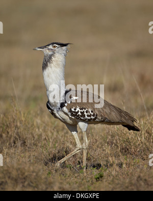 Kori maschio bustard (Ardeotis kori) visualizzazione, il cratere di Ngorongoro, Tanzania, Africa orientale, Africa Foto Stock