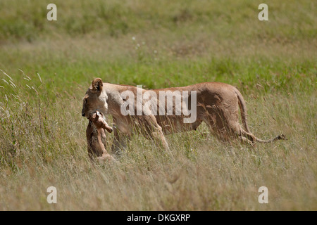 Leonessa (Panthera leo) trasporta un bambino del coke, hartebeest Serengeti National Park, Tanzania, Africa orientale, Africa Foto Stock