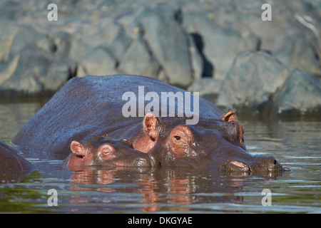 Ippopotamo (Hippopotamus amphibius) madre e del polpaccio, Serengeti National Park, Tanzania, Africa orientale, Africa Foto Stock