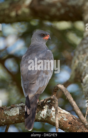 Dark salmodiare astore (Melierax metabates), il Parco Nazionale del Serengeti, Tanzania, Africa orientale, Africa Foto Stock