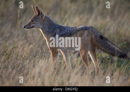 Nero-backed jackal (argento-backed jackal) (Canis mesomelas), il Parco Nazionale del Serengeti, Tanzania, Africa orientale, Africa Foto Stock