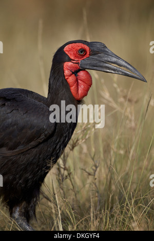 Ground-Hornbill meridionale o massa Hornbill (Bucorvus leadbeateri) adulto, Serengeti National Park, Tanzania Foto Stock