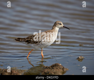 Ruff (Philomachus pugnax), il Parco Nazionale del Serengeti, Tanzania, Africa orientale, Africa Foto Stock